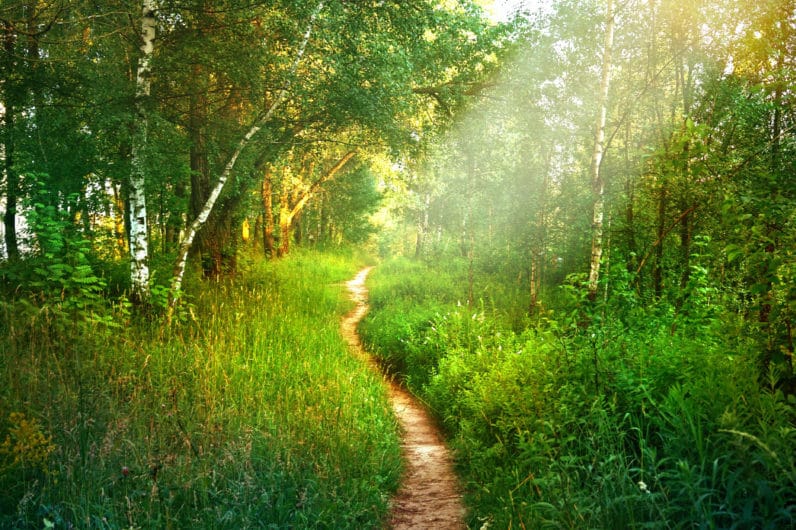 Path footpath in the deciduous forest in spring in the summer in the morning sun. Young lush green trees in the forest.